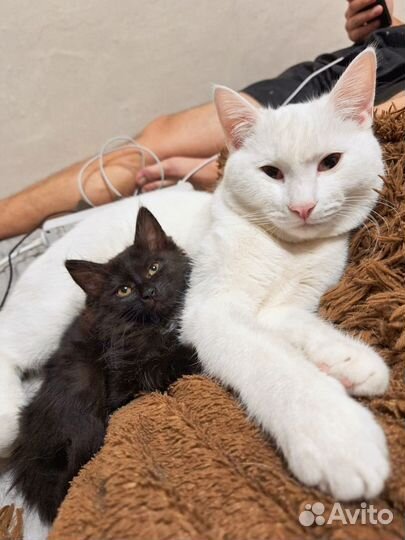 Красивые котик и кошечка ищут дома