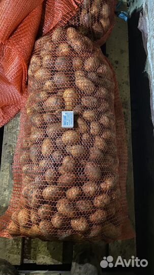 Картофель на семена