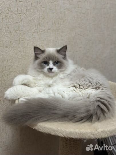 Котенок породы ragdoll