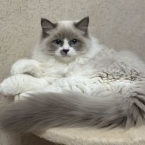 Котенок породы ragdoll