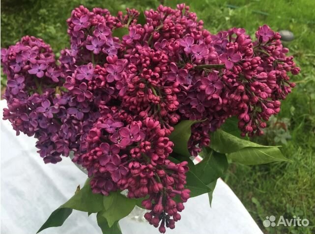 Саженцы сирени махровой Индия