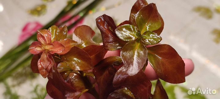 Аквариумные растения