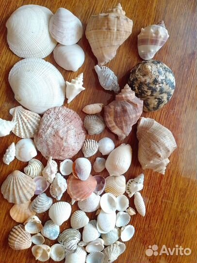 Морские ракушки раковины