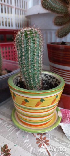 Кактусы и суккуленты