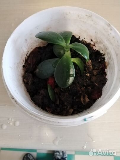 Спатифиллум