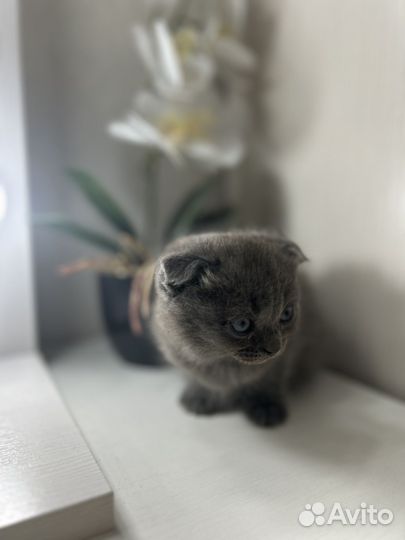Британская кошечка