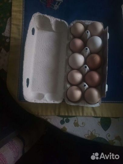 Инкубационные яйцо