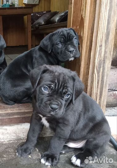 Щенки Кане Корсо