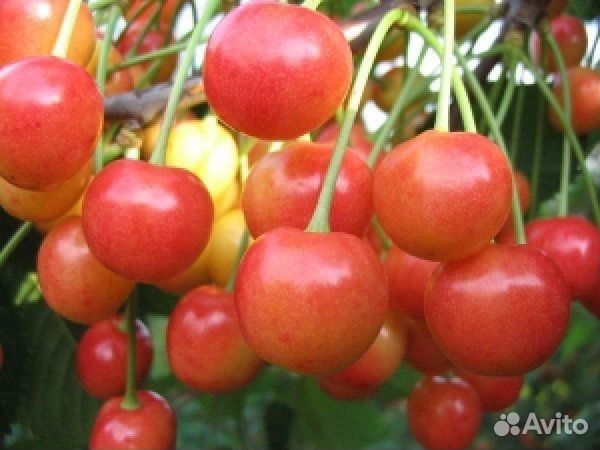 Саженцы черешни