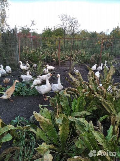 Продажа гусей, уток, мулардов
