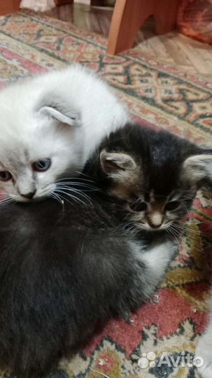 Котята бесплатно