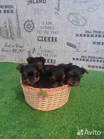 Йоркширский терьер мини беби фейс щенки