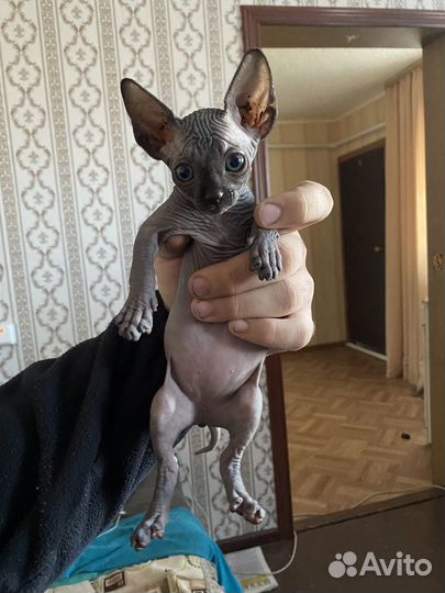 Котята сфинкс