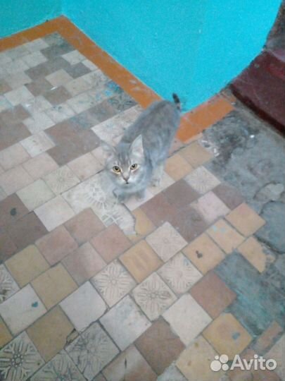 Кот в добрые руки бесплатно мальчик