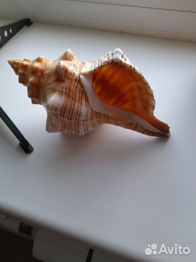 Продам ракушку с Красного моря