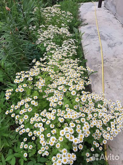 Ромашка маленькая