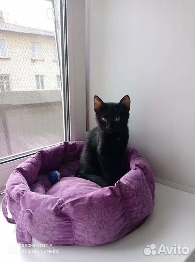 Котенок Мейсон ищет надежную семью