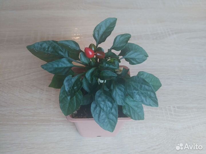 Перец острый комнатный