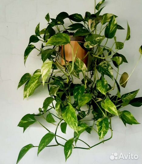 Сциндапсус