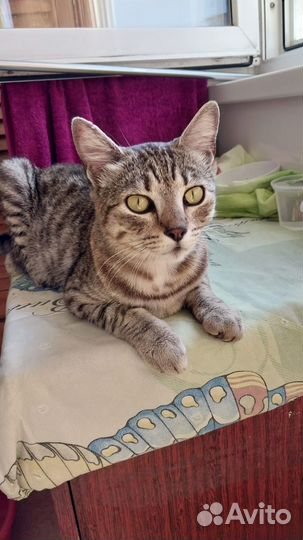 Найден кот Ищем прежних или новых хозяев