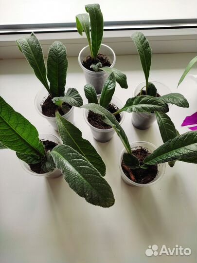 Стрептокарпус