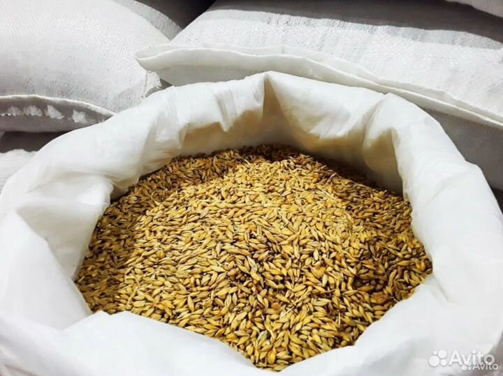 Зерно пшеница,ячмень, овес