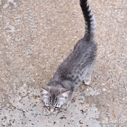 Котята в добрые руки бесплатно