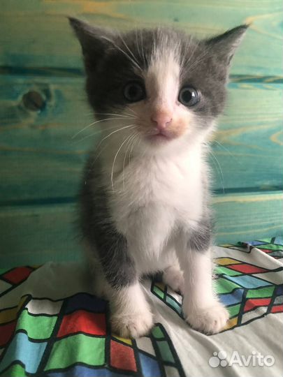 Отдам в добрые руки котенка девочку