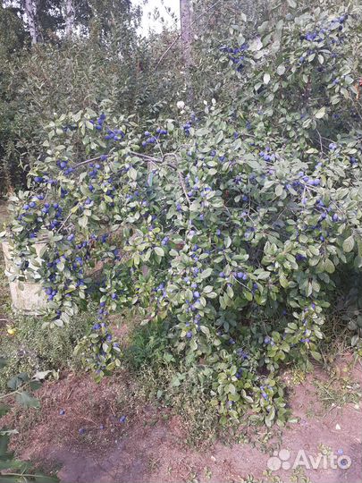 Тёрн колючий(слива),калина красная,чёрная,ирга