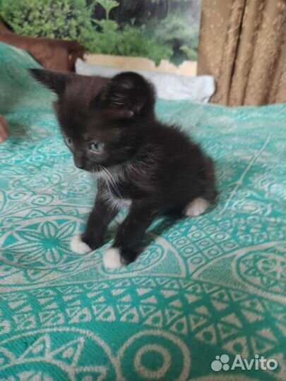 Котики в добрые руки