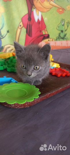 Котята от сиамки