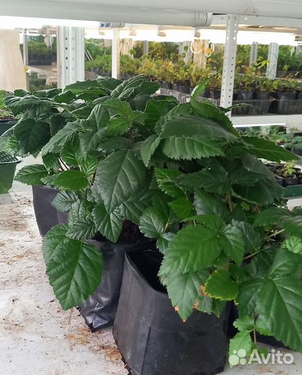 Саженцы ежевики