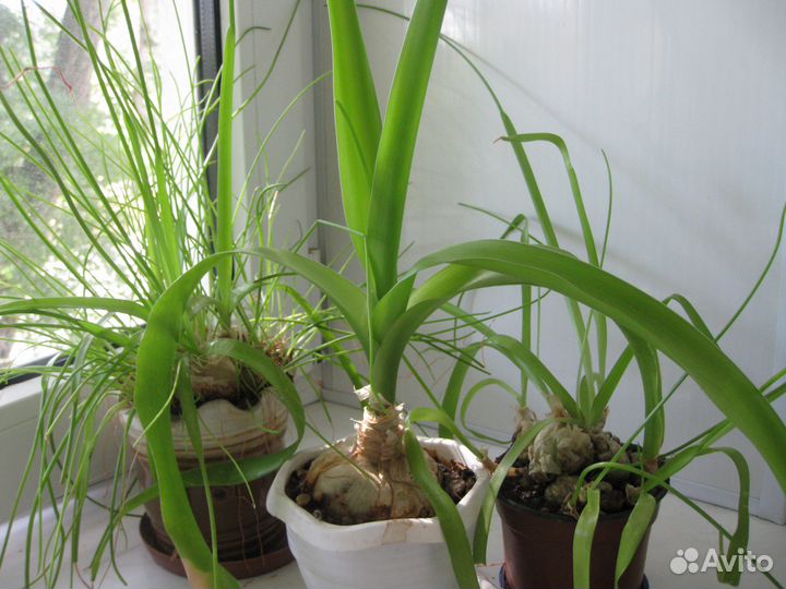 Лечебное растение Индийский лук от семи недуг