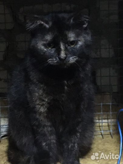 Кошка в семью