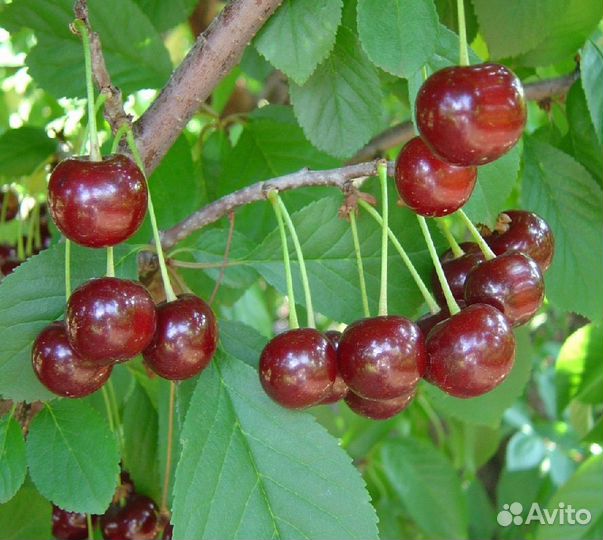 Малина Вишня Слива Клубника