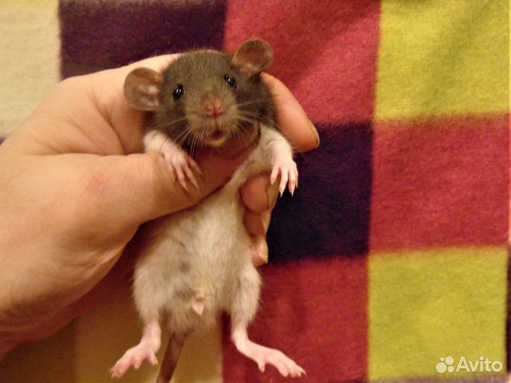 Крысы, крысята дамбо от заводчика, клетки, гамак