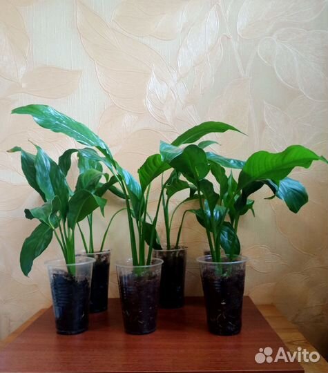 Детки домашних растений