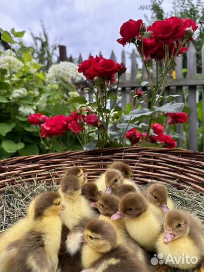 Мускусные утята индоутки с уткой