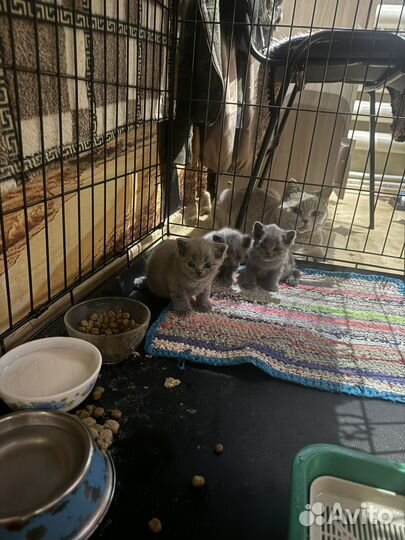 Британские котята