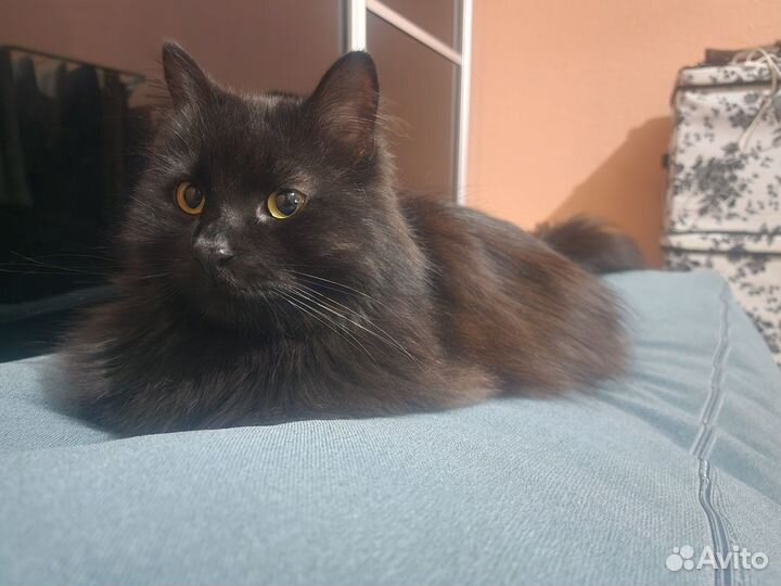 Потерялся котик