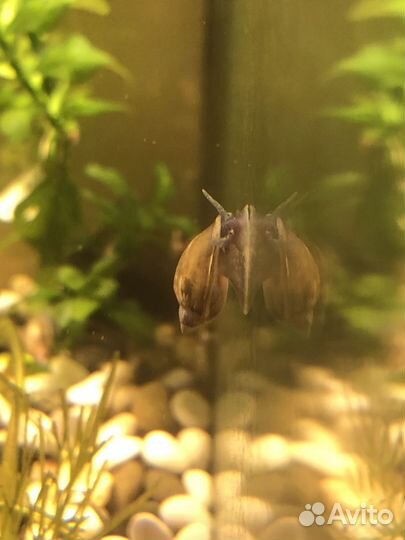 Улитка покемон