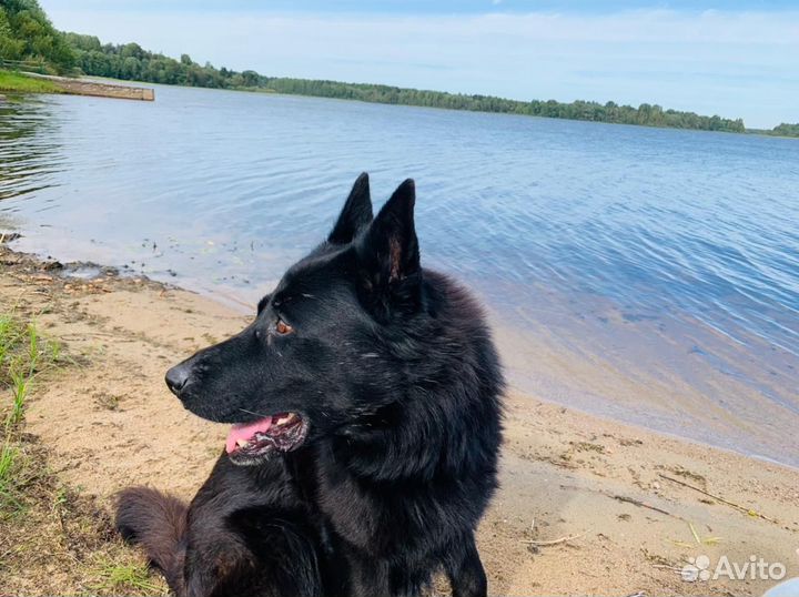 Собака ищет дом