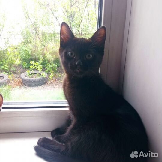 Кошки в добрые руки бесплатно