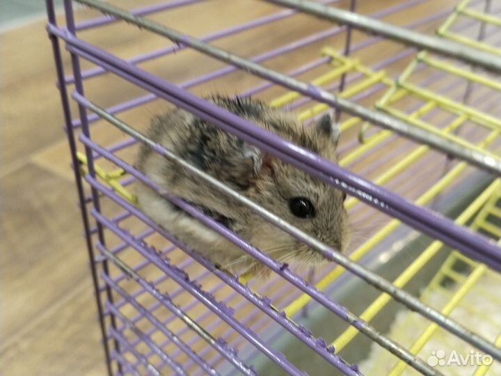 Джунгарский хомяк