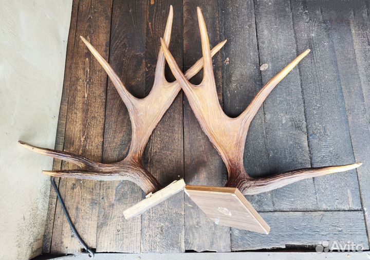 Рога лося