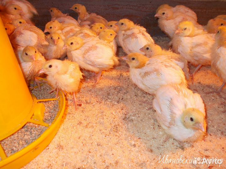 В наличии суточные перепела. Пищевое куриное яйцо