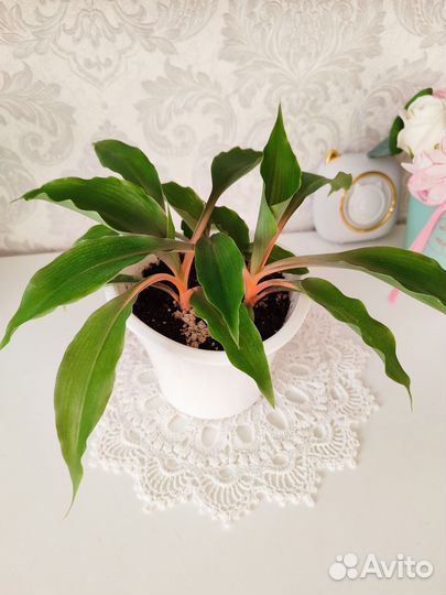 Хлорофитум