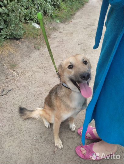 Ищет дом не крупная Собачки Адель