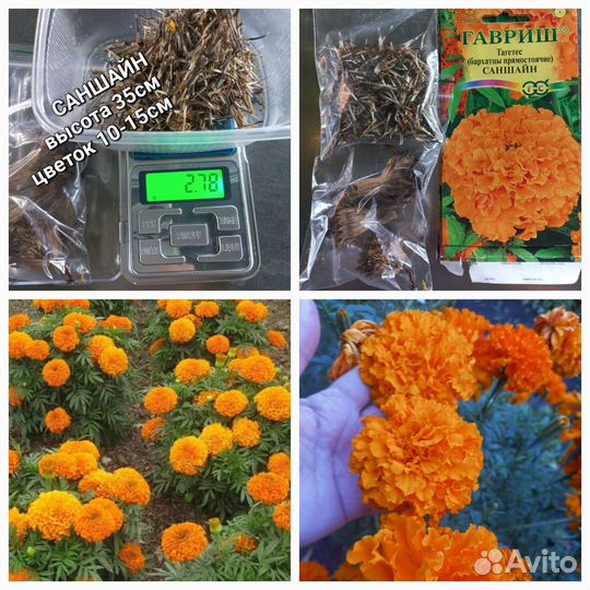 Бархатцы низкорослые. Семена