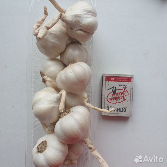 Чеснок на посадку